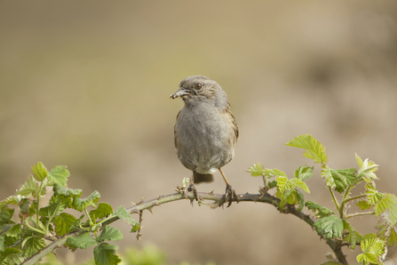 A dunnock sat on a bramble hedge branch.