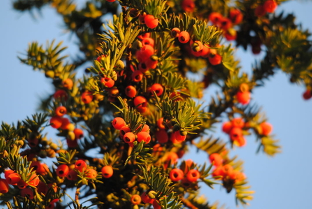 Red yew berries on a yew tree against a blue sky.