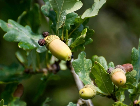 A cluster of acorns among oak leaves.