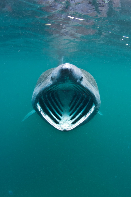 The skeleton-like open mouth of a basking shark head on.
