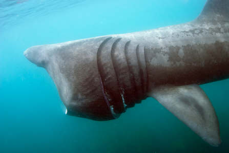 A basking shark from the side, its large gills visible.