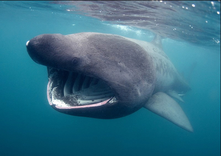 A basking shark close to the surface of the water, its fin sticking out.