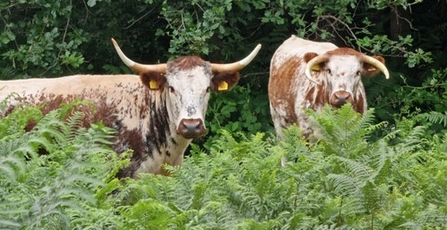 Longhorn cows standing amongst the bracken.