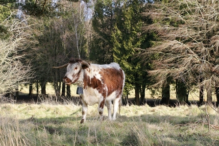 A longhorn cow standing in front of trees at Heather Corrie Vale