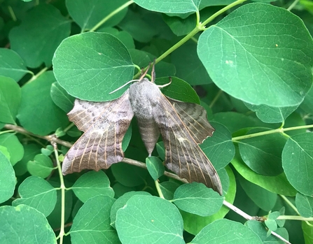 A poplar hawk moth on large green leaves.