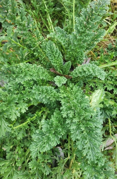 Ragwort vegetation pictured from above, a cluster of green leaves.