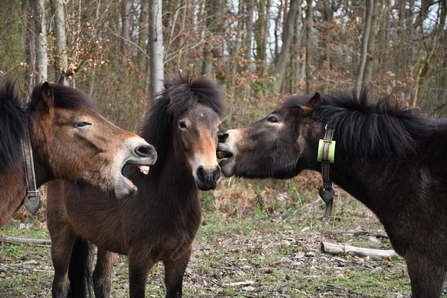 Exmoor ponies