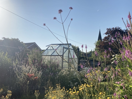 A garden on a sunny day, with wildflowers against the blue sky, and a greenhouse in the back.