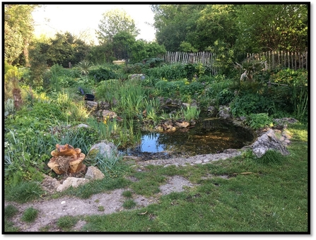 A wildlife garden and pond