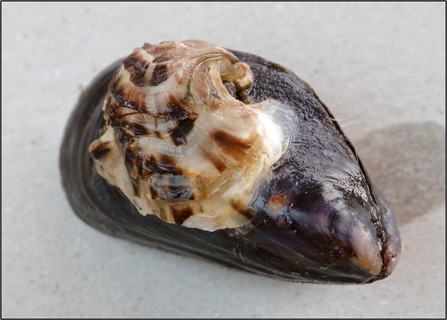 A juvenile oyster attached to a mussel shell.