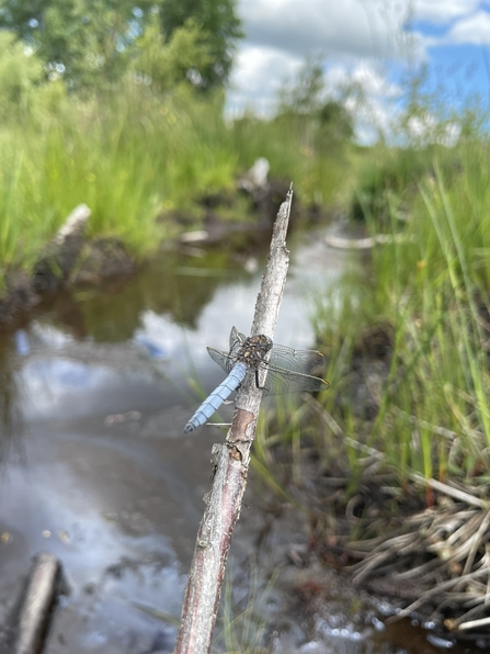 A keeled skimmer dragonfly on a twig.