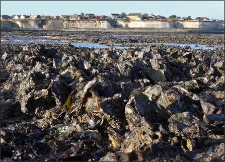 Inter-tidal mussel bed converted to oyster reef. Epple Bay, Birchington.