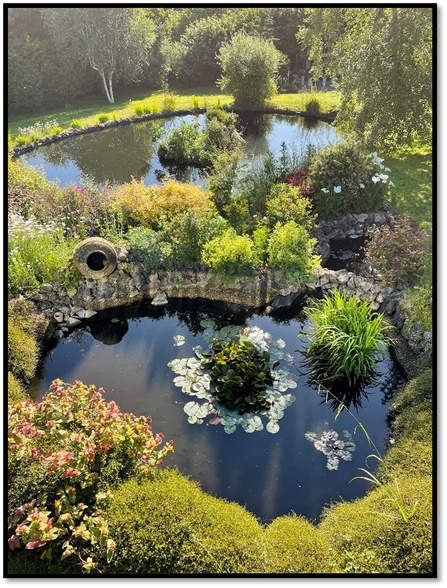 Two wildlife ponds in summer