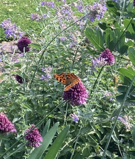 A comma butterfly on a purple drumstick alium flower.