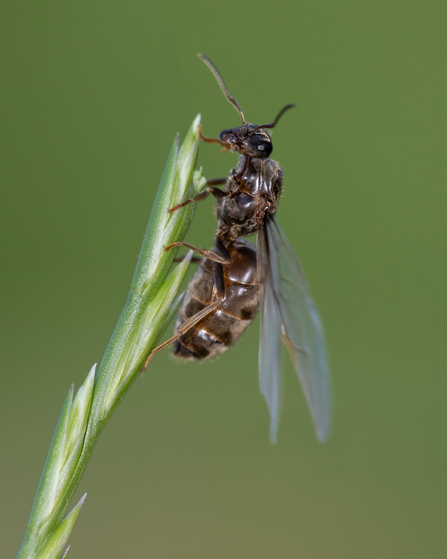 A flying ant perched on some grass.