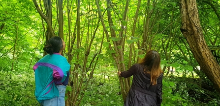 Two people stood among trees, looking to the canopy