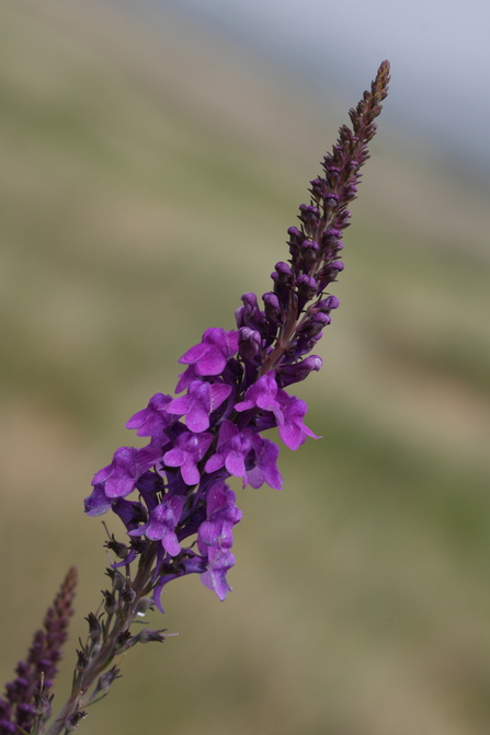 A purple toadflax with its clustered purple flowers up close.