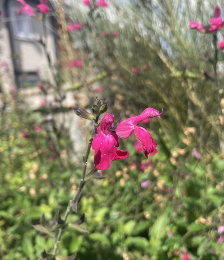 A pink salvia flower drooping over amongst a wild garden.