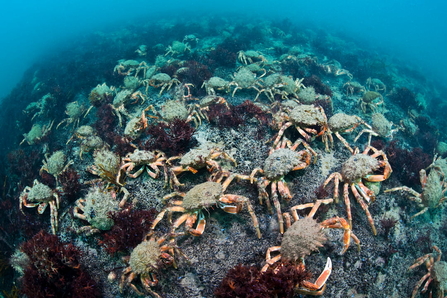 A mass of spider crabs on the sea bed.