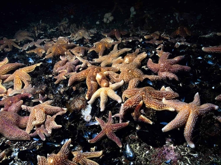 Starfish covering a mussel bed underwater.