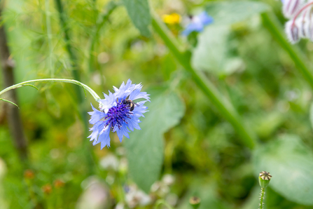 A bee on a drooping blue cornflower.