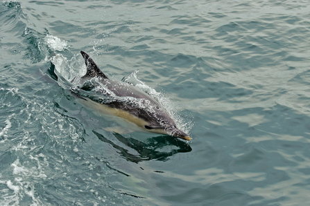 A single dolphin breaching out of water.