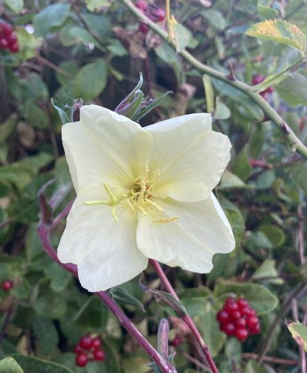 An evening primrose with red berries in the background.