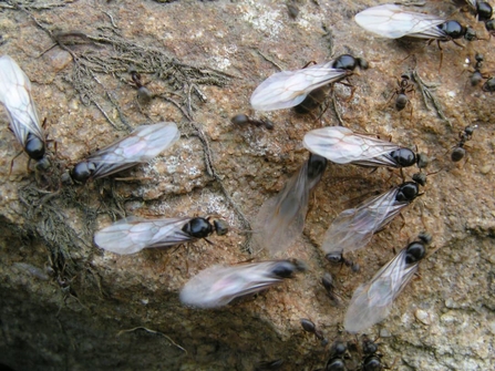 A colony of flying ants.