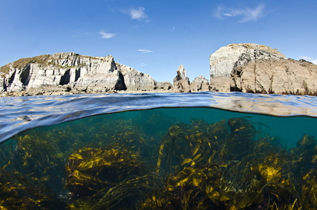 A view half underwater, with the kelp under the sea visible, and cliffs above.