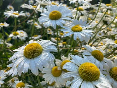 A cluster of oxeye daisy flowers.