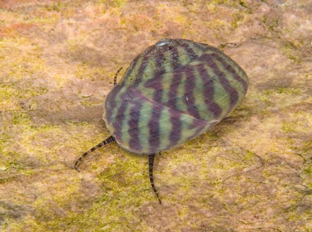 An underwater shell with green and purple stripes.