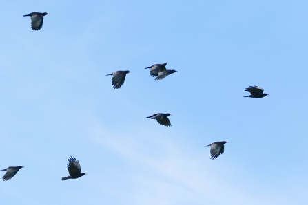 Multiple chough in flight against blue sky