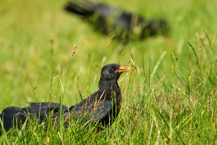 Red billed chough amongst grass