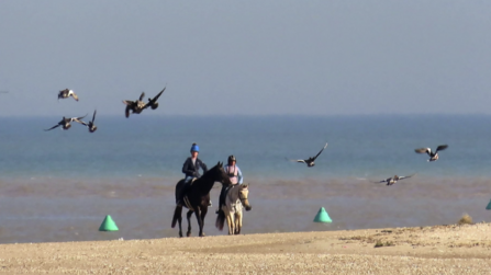 horse riders face blurred