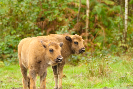 two bison calves