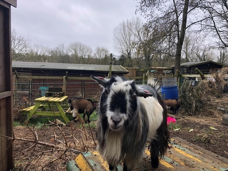 A friendly goat in a forest school area at Seal School