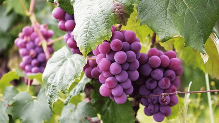 Purple grapes on a vine.