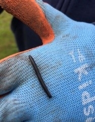 A millipede on the back of a blue-gloved hand