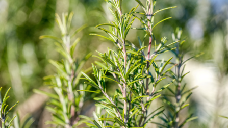 A rosemary plant in focus.