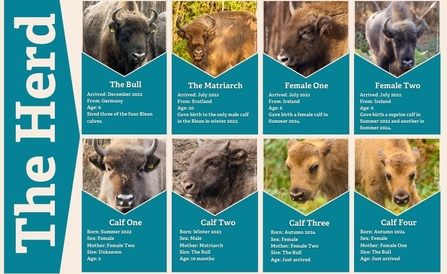 Image of all 8 bison