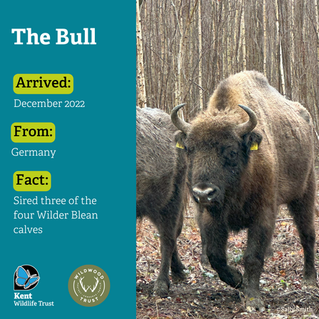 Image showing the bison bull