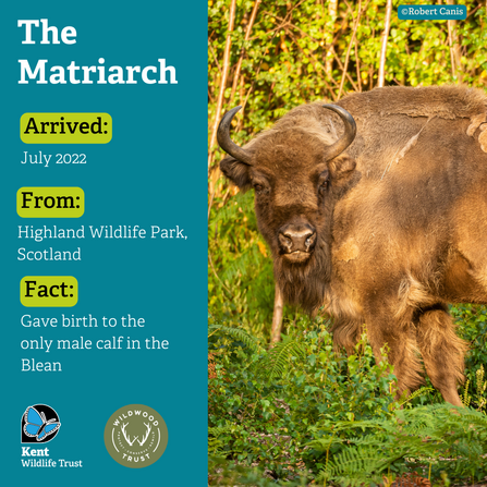 Image showing the matriarch bison