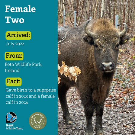 bison known as female 2