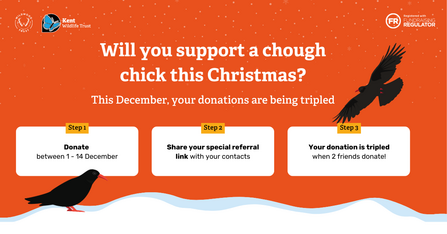 Chough triple donation graphic