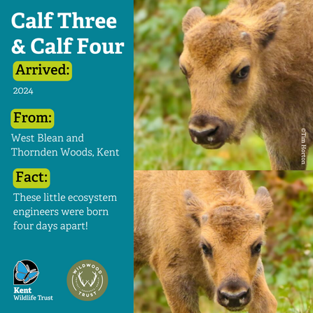 Calf three and four