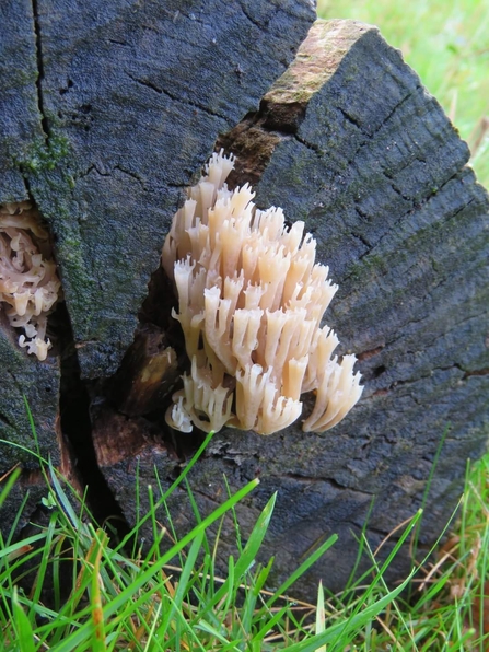 Candelabra Coral Fungi growing from a log.