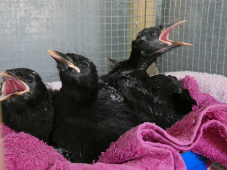 Chough chicks 25 days old