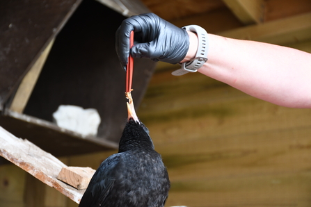 chough being hand fed