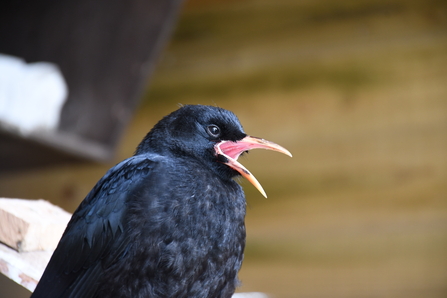 chough in aviary with mouth open