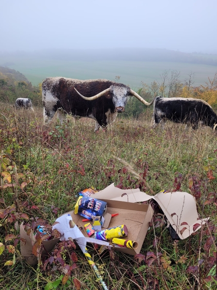 fireworks at darland banks by grazing cattle